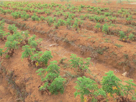 Agriculture durable
