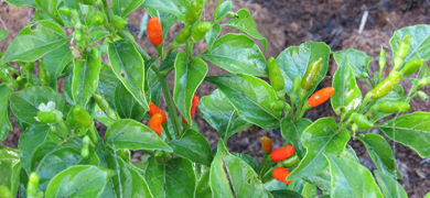 plant de piments