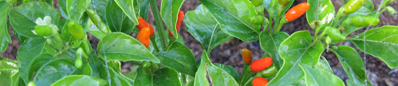 Chili