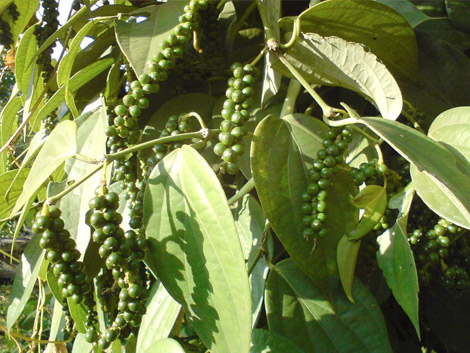 Madagascar Pepper