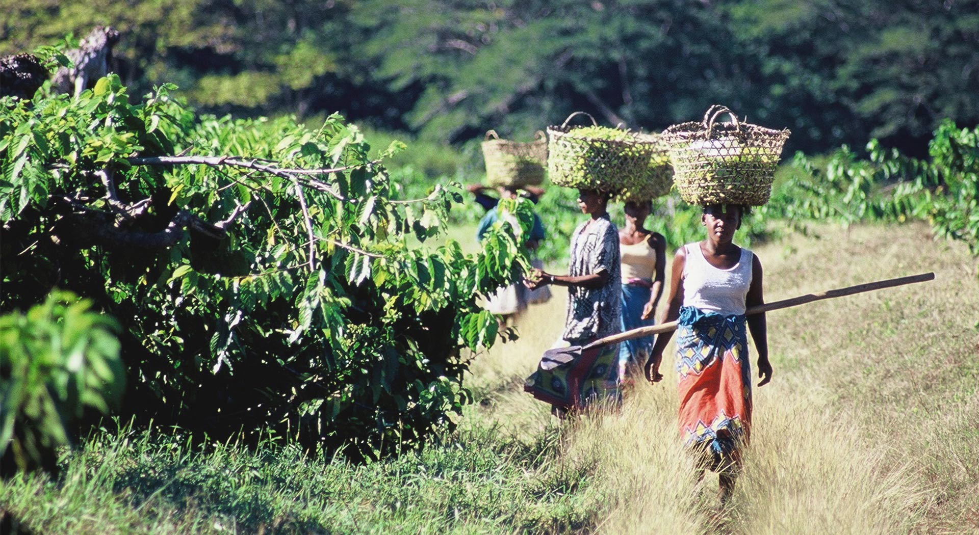 producer of essential oils from Madagascar