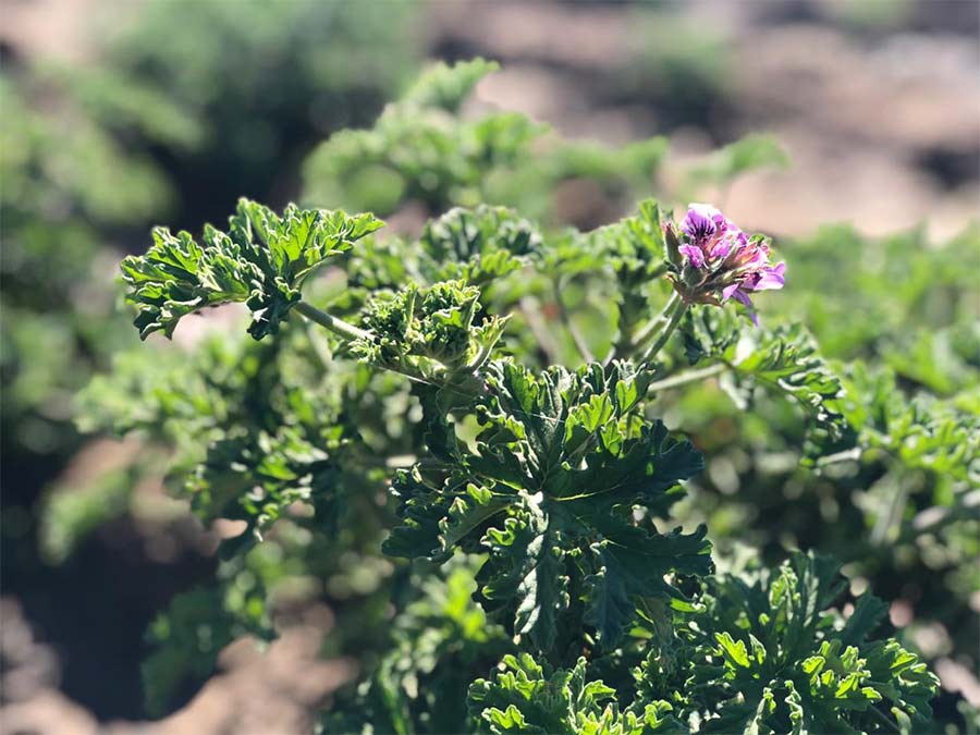 Geranium Essential Oil from Madagascar  | Jacarandas International