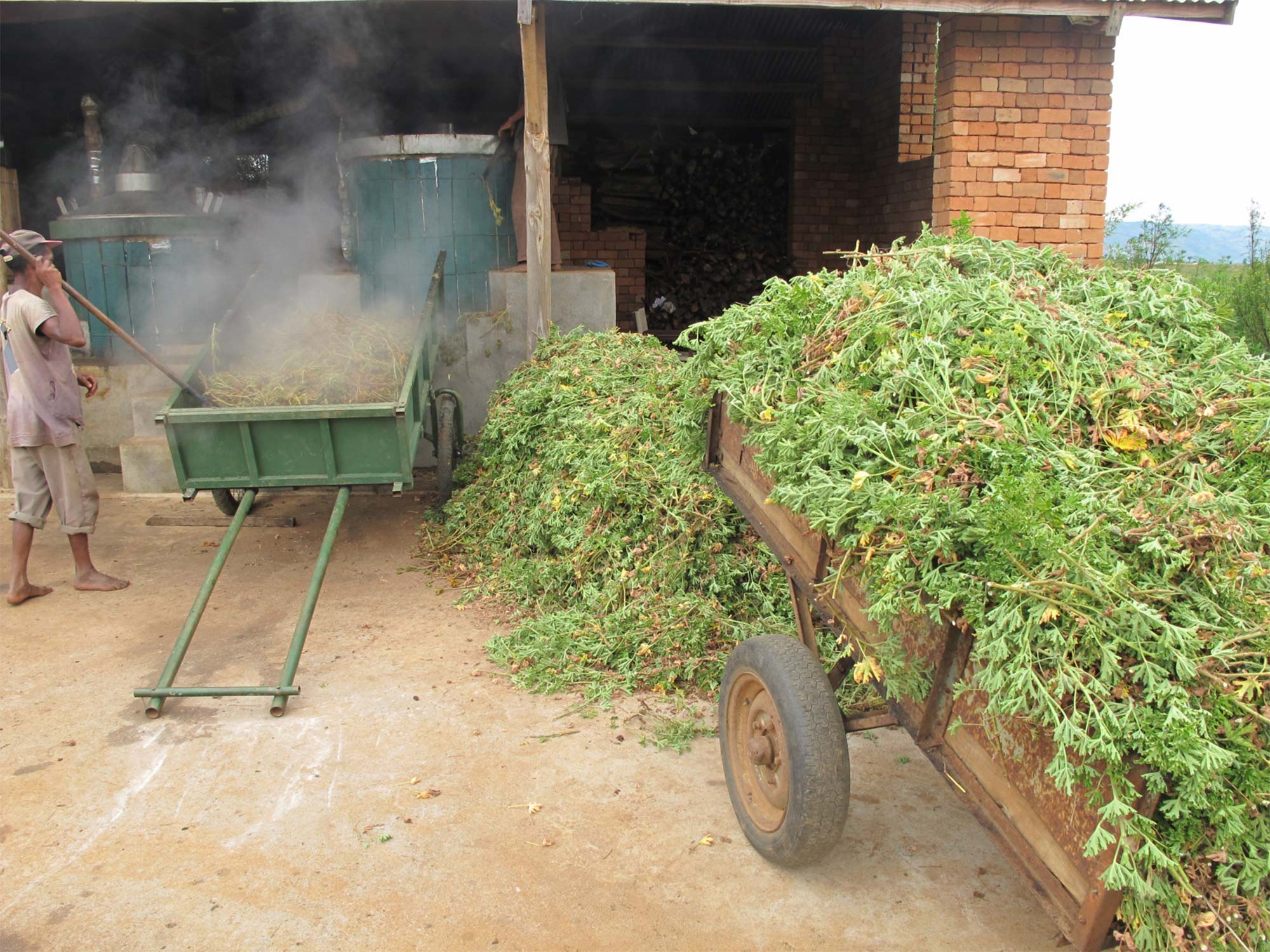 Huile essentielle Géranium de Madagascar | Jacaradas International