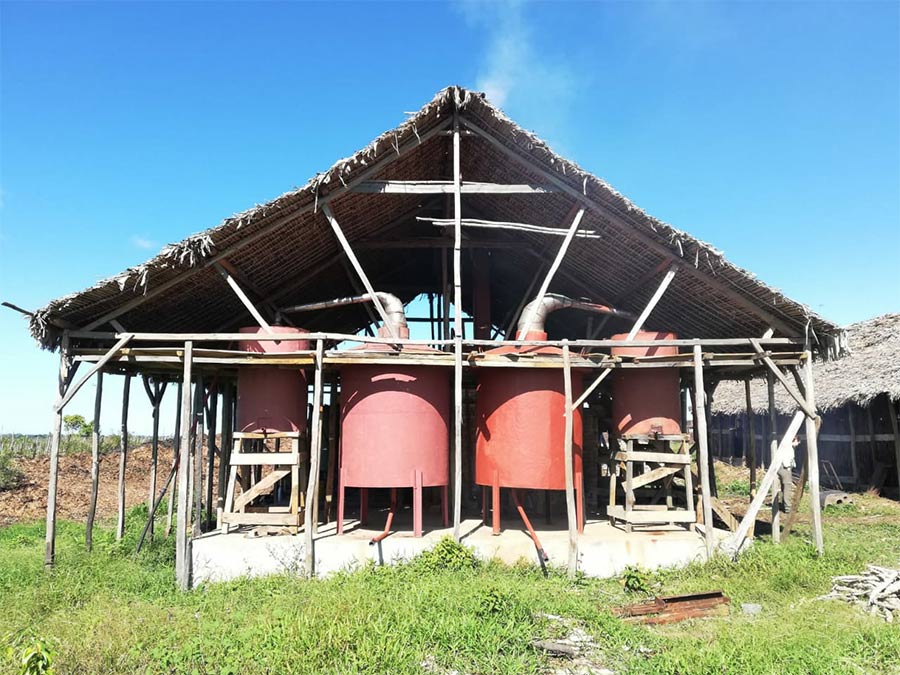 huile essentielle de Niaouli de Madagascar