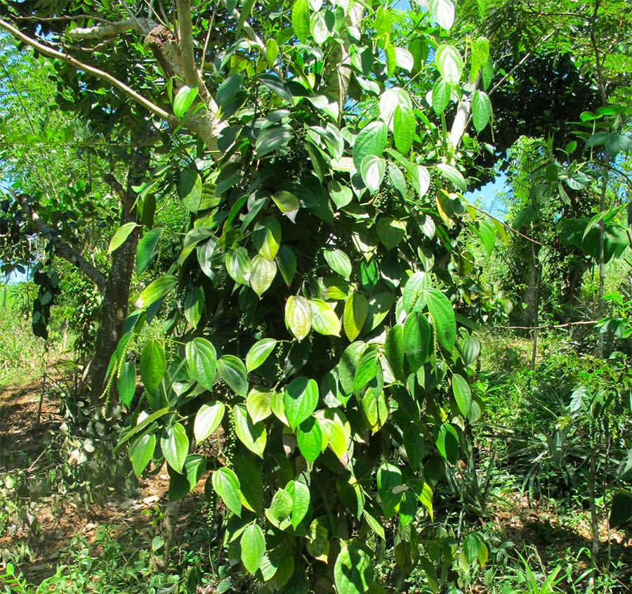 Producteur de Poivre de Madagascar