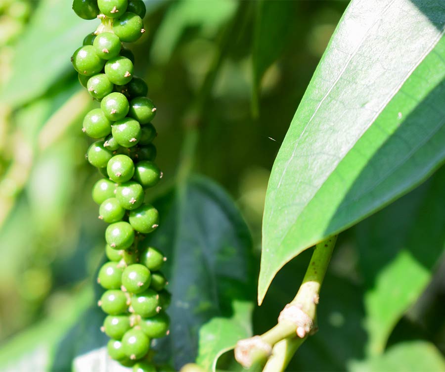 black pepper essential oil from madagascar