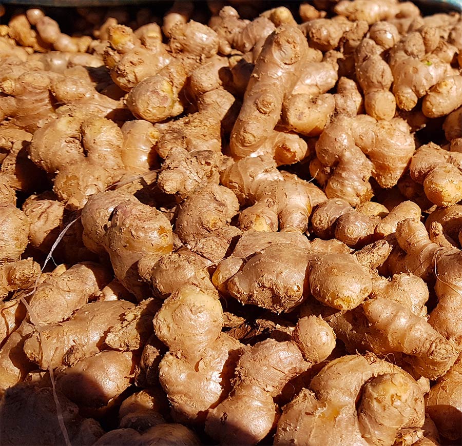 Producer and distiller of Fresh Ginger essential oil from Madagascar. High quality, conventional and organic oil.