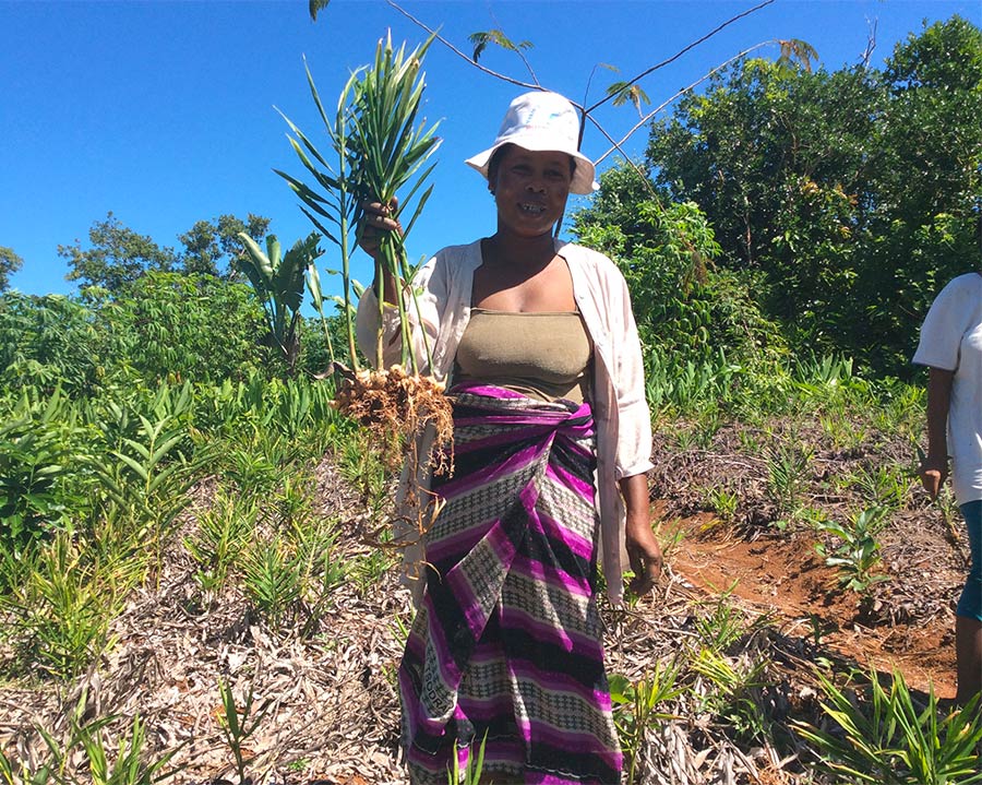 Producteur d'huile essentielle de gingembre de Madagascar