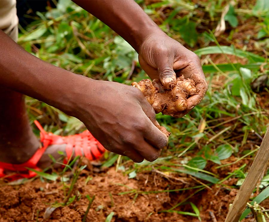 Producteur d'huile essentielle de gingembre de Madagascar