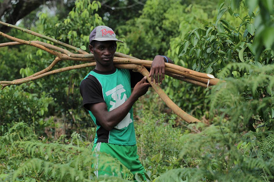 Producteur d'huile essentielle de cannelle de Madagascar