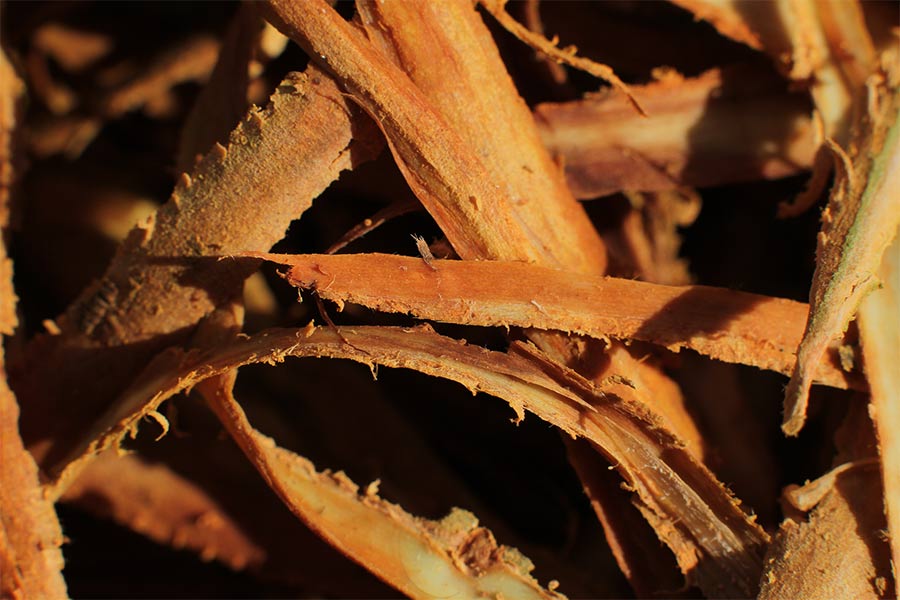 Cinnamon Bark Essential Oil (Madagascar)