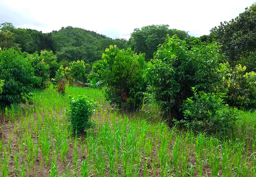 cinnamon essential oil from madagascar