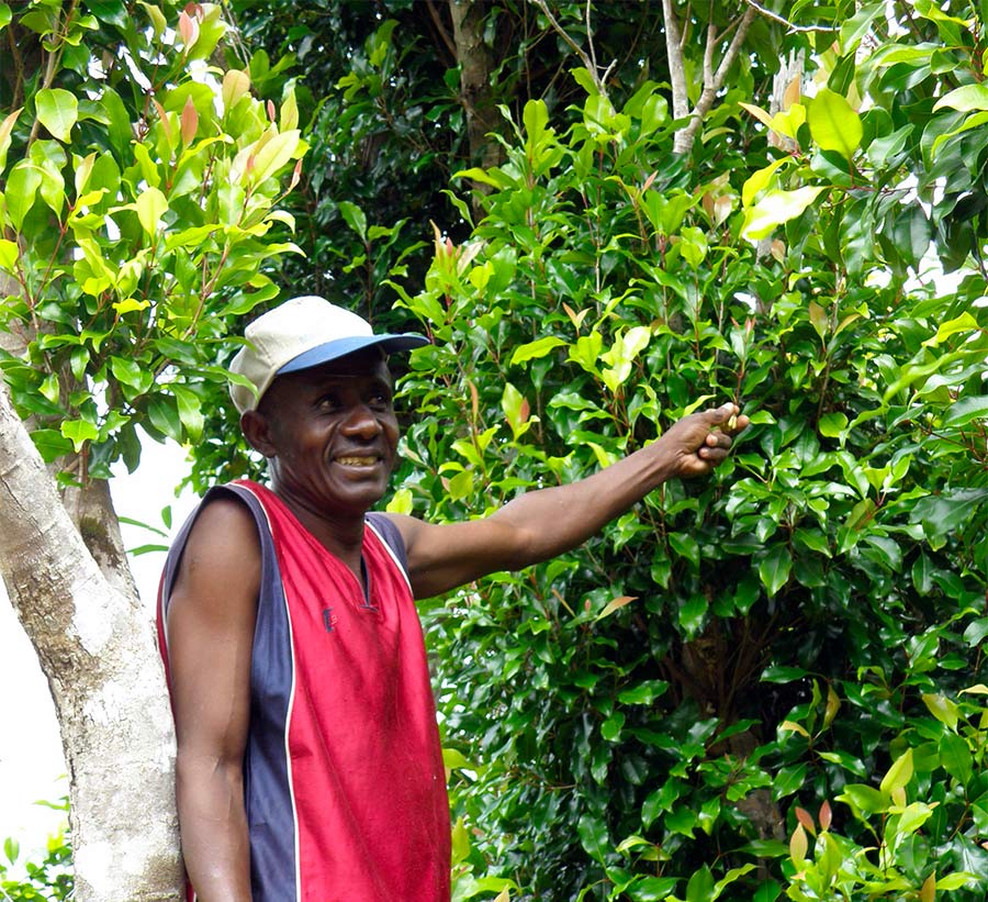 Clove essential oil from Madagascar