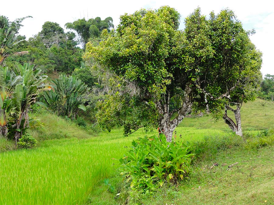 Clove essential oil from Madagascar