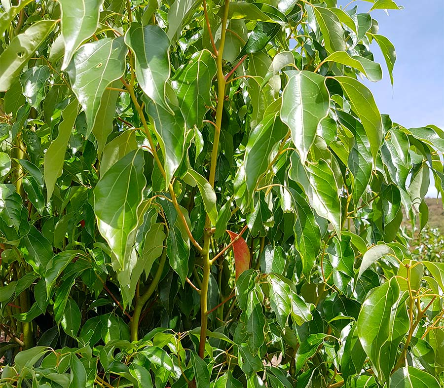 Le ravintsara, l'arbre aux bonnes feuilles