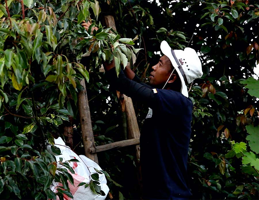 huile essentielle de Ravintsara de Madagascar