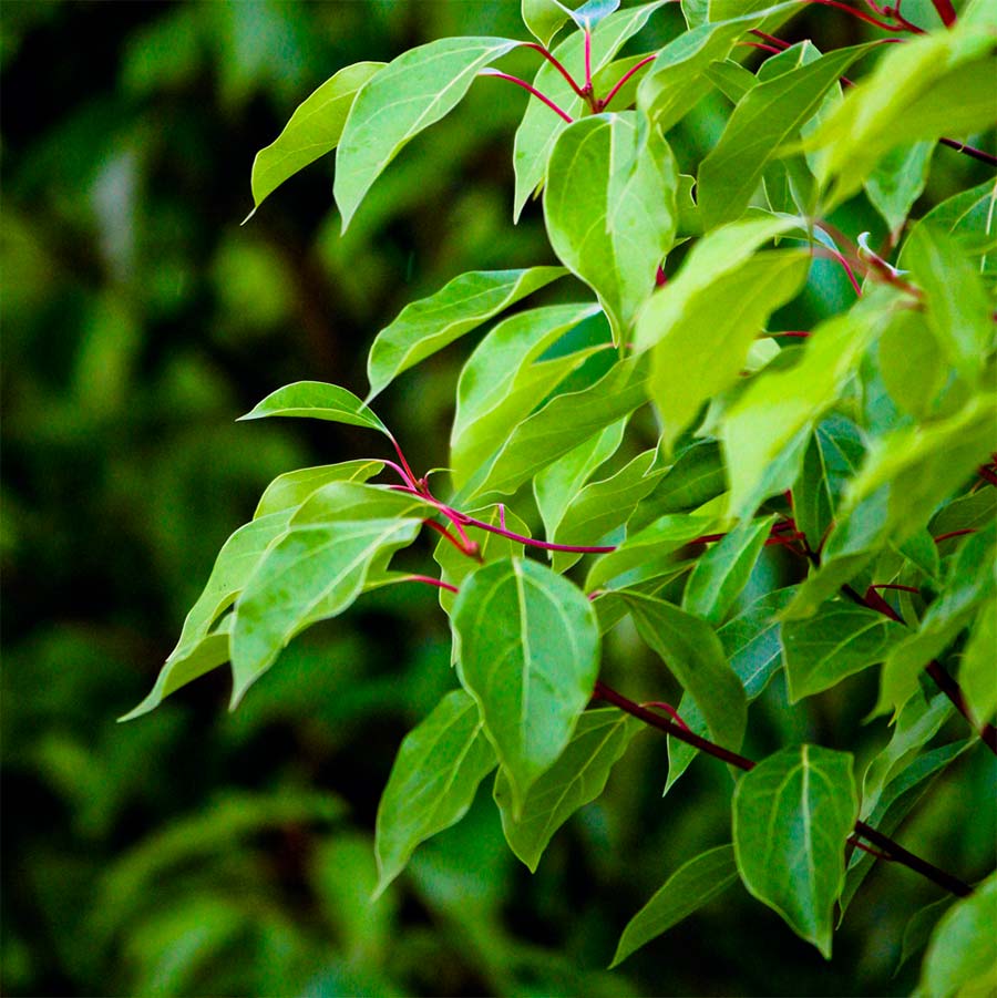 Ravintsara - Huile essentielle Imra - Ny vita Malagasy