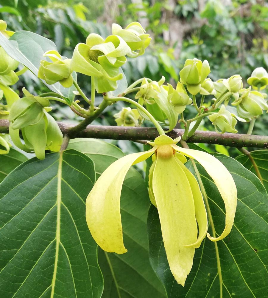 huile essentielle d’Ylang-Ylang de Madagascar