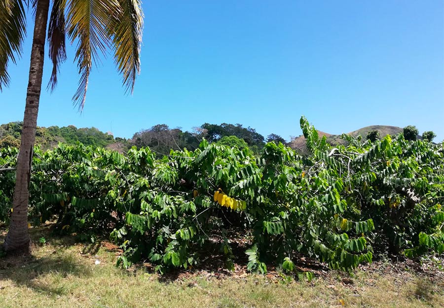 Ylang-ylang essential oil from Madagascar