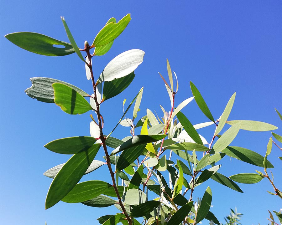 Niaouli Essential Oil from Madagascar | Jacarandas International