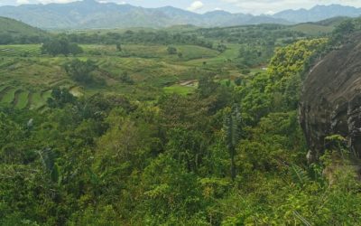 Reboisement : un pas vers la reforestation