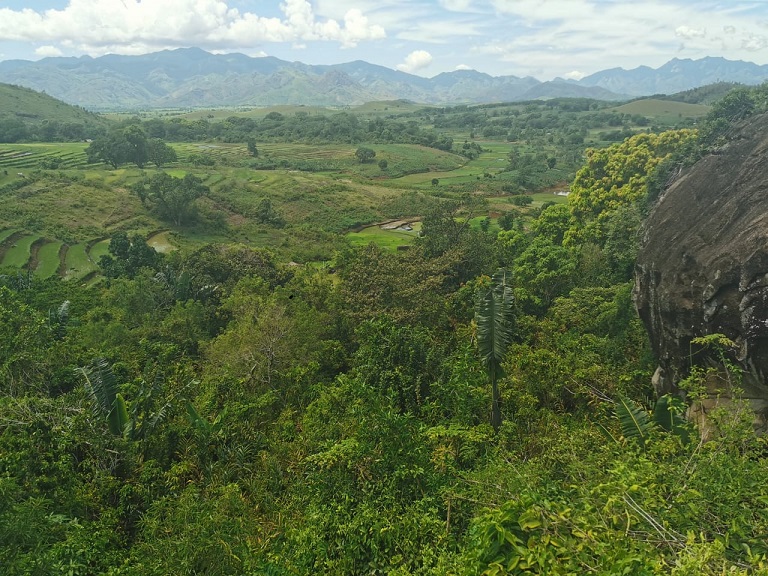 Forêt Madagascar