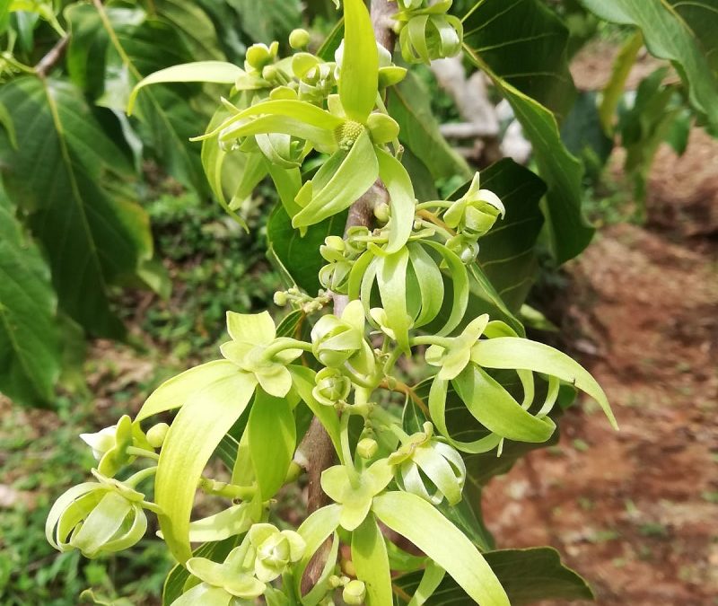 Ylang-Ylang essential oil, our production from Nosy Be