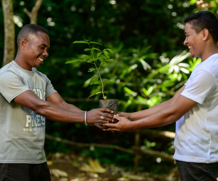 Producteur d'huile essentielle de cannelle de Madagascar