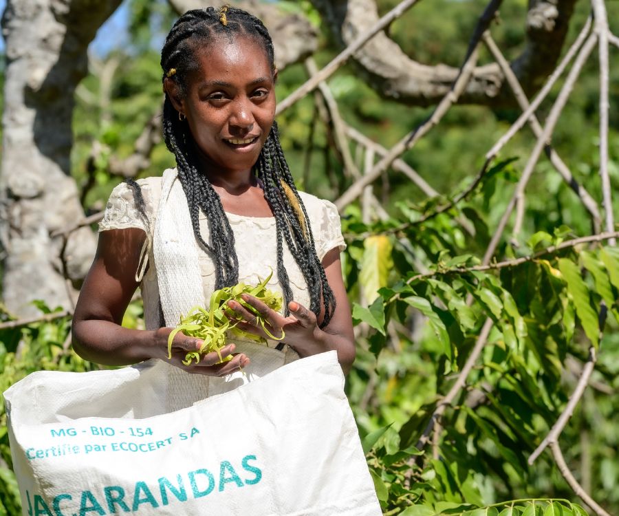 huile essentielle de Ravintsara de Madagascar