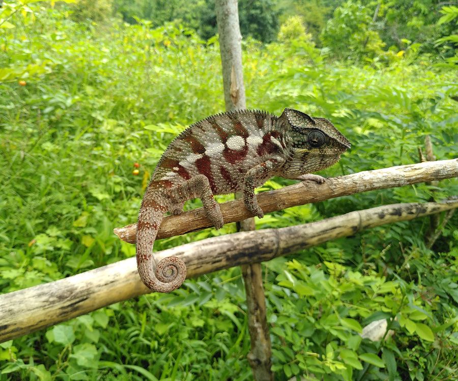 Producteur d'huile essentielle de cannelle de Madagascar
