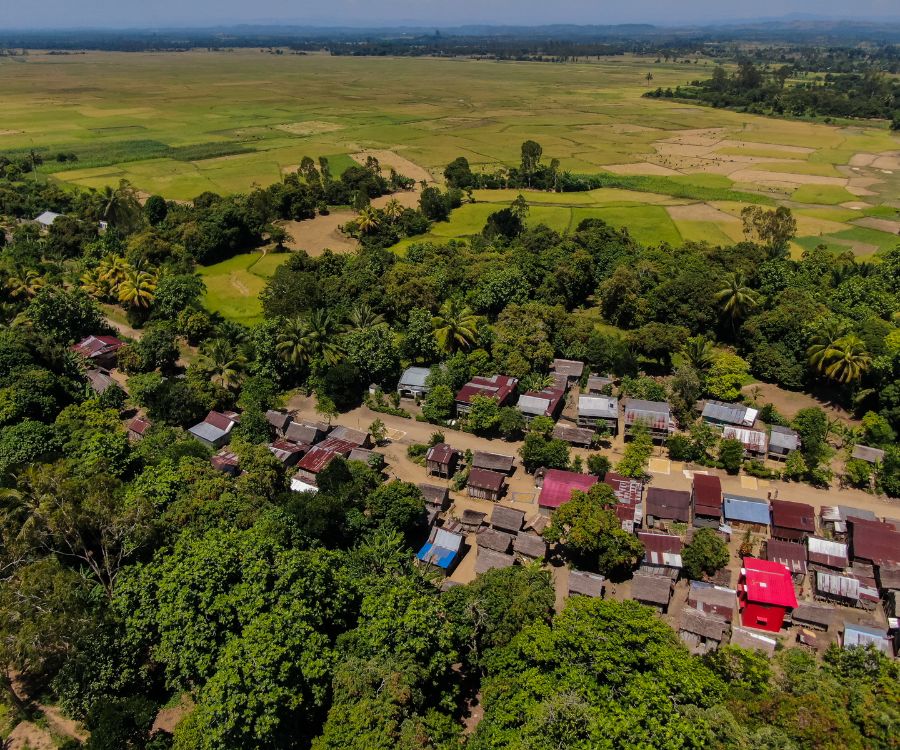 Producteur d'huile essentielle de cannelle de Madagascar